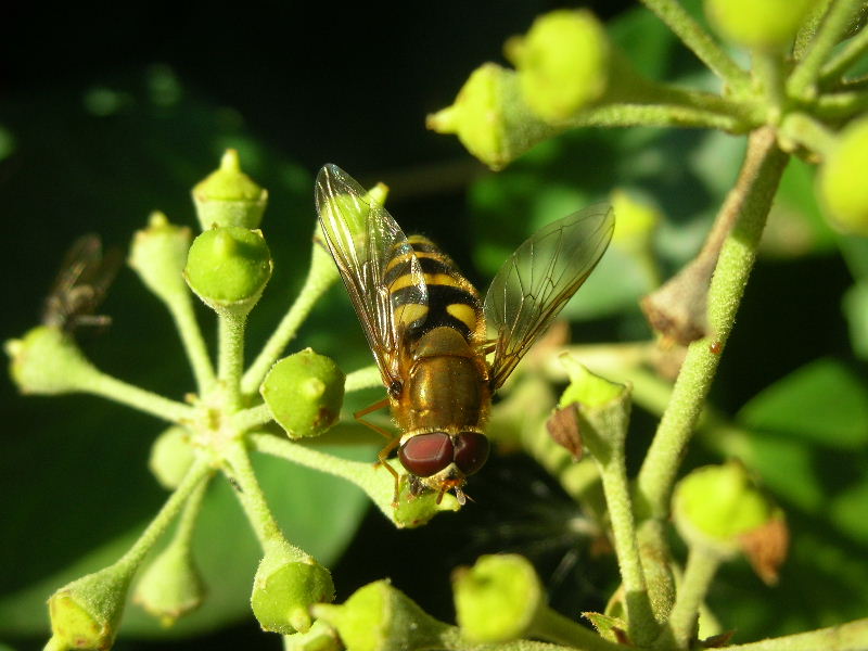 Syrphus sp.